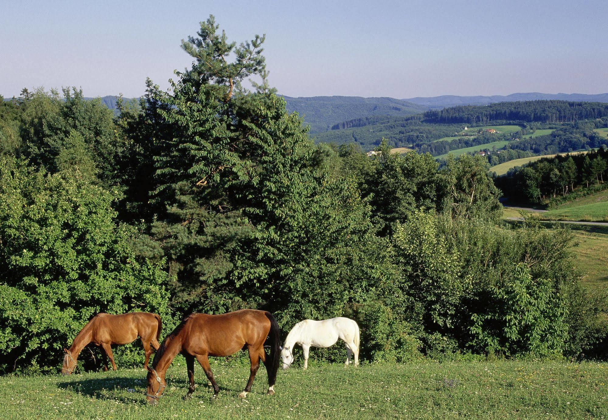 Wienerwaldhof Rieger Tullnerbach-Lawies Exteriér fotografie